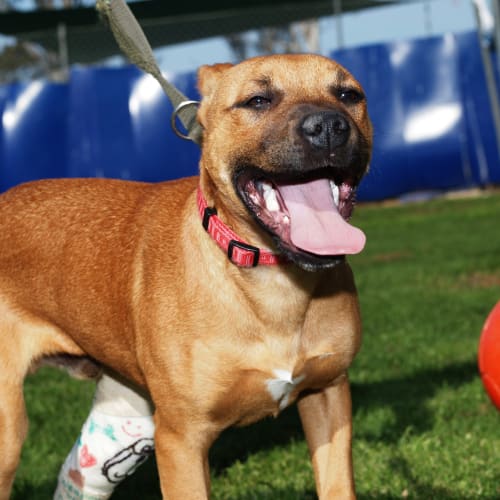 No photo for Cheeky Monkey