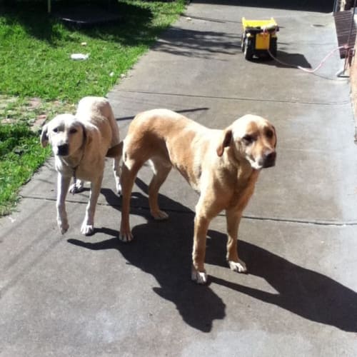 No photo for Chevy *Adoption Pending*