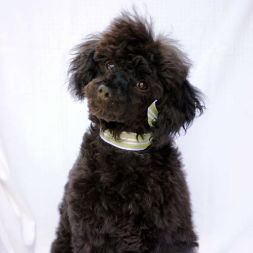 No photo for Phillipe