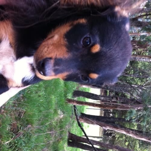 No photo for Cornelius