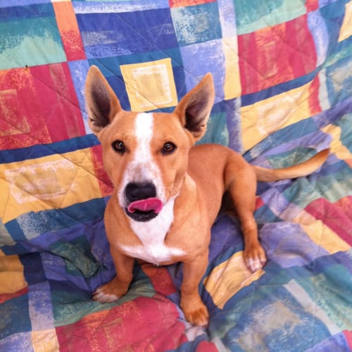 Snippy *Adoption Pending*