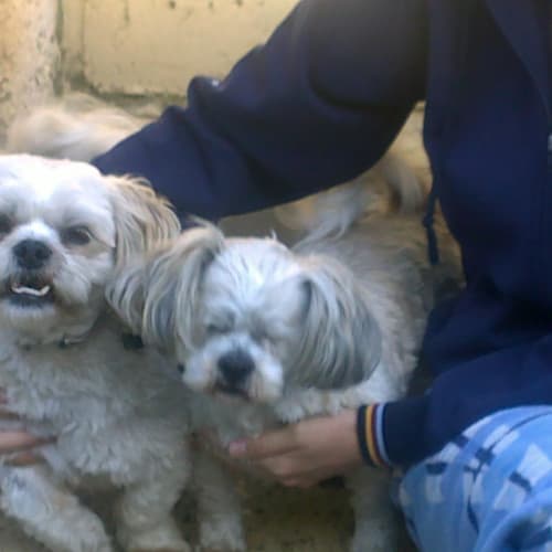No photo for Molly And Diesel Need A Home Together