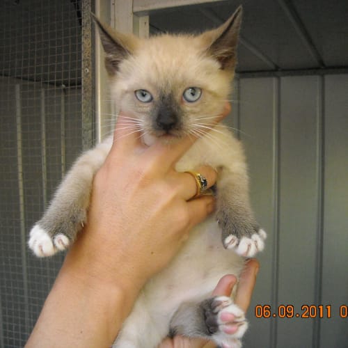 Kitten 1