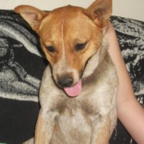 Chad Urgent Adoption Needed