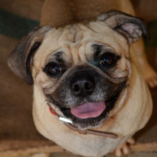 Marley - **On Trial in His New Home **