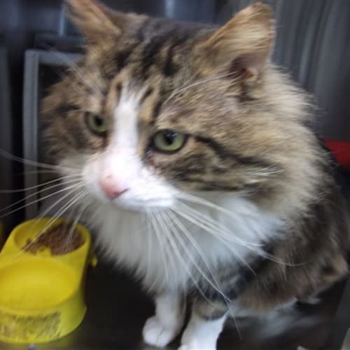 Arbuckle( Aka Jack Samuel )