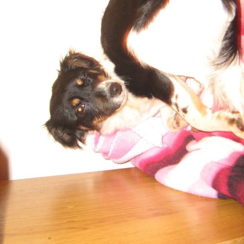 No photo for Dixie