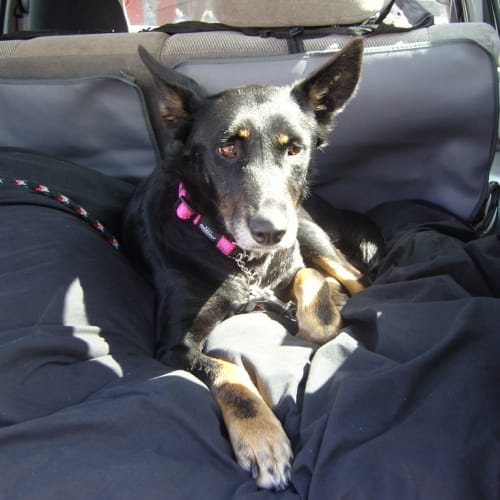 No photo for Luna   Rip Princess Luna, We Loved You So Much. Xx