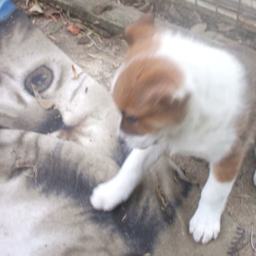No photo for Amber***Adopted***