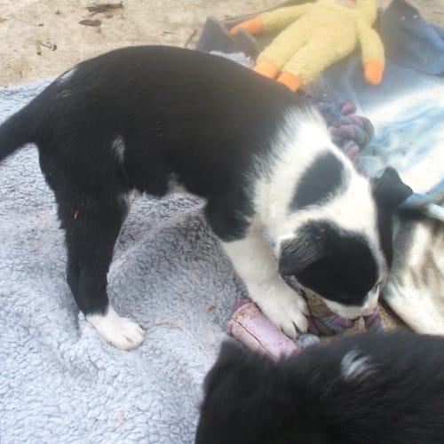 No photo for Ace**Adopted***