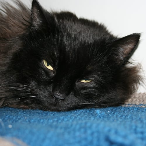 No photo for Nelson