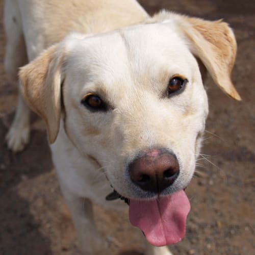 Winston - Adoption Pending