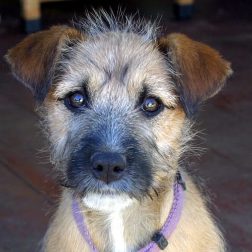 No photo for Cn412   Daisy   Adopted