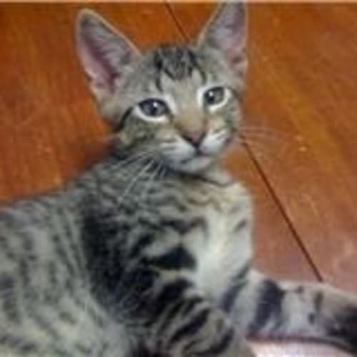 Tiggy