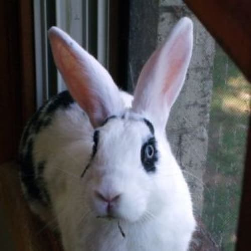 No photo for Bunny