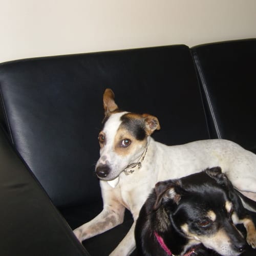 No photo for Sammy   Adopted!!