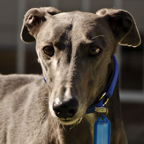 Chiquita - Checking Out Her New Home