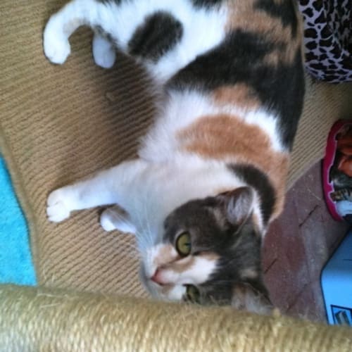 No photo for ** On Trial With Her New Family **  Pringles