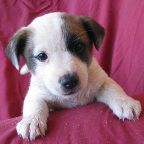 No photo for Skittles(d1940)*Adopted*