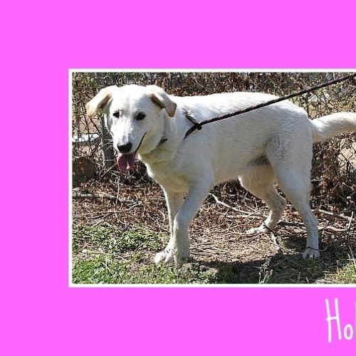 No photo for Hollee