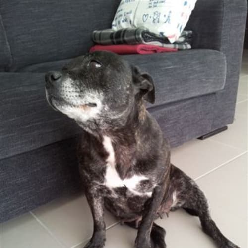 Xena