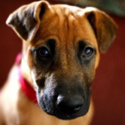 No photo for Juna(d1946)*Adopted*