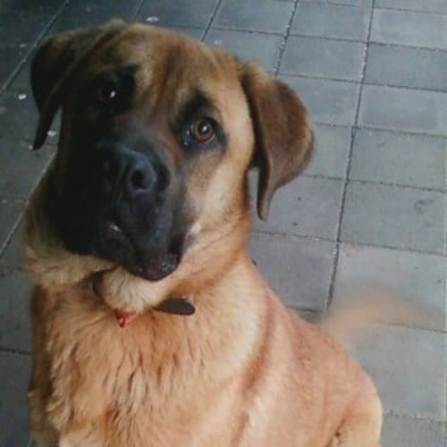 No photo for Drake   Adoption Pending