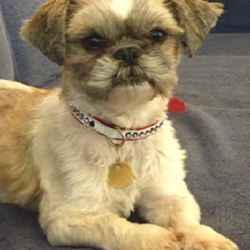 Nellie