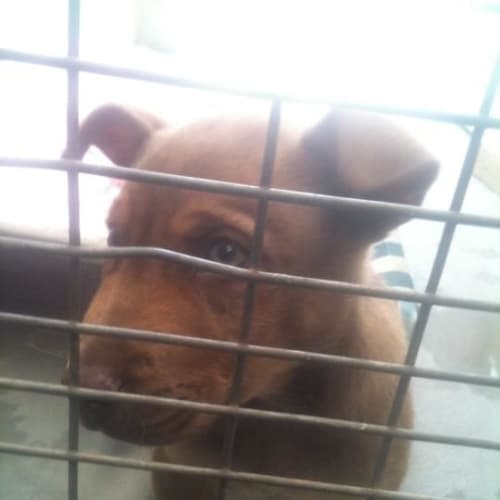 No photo for Chowder *Adoption Pending*