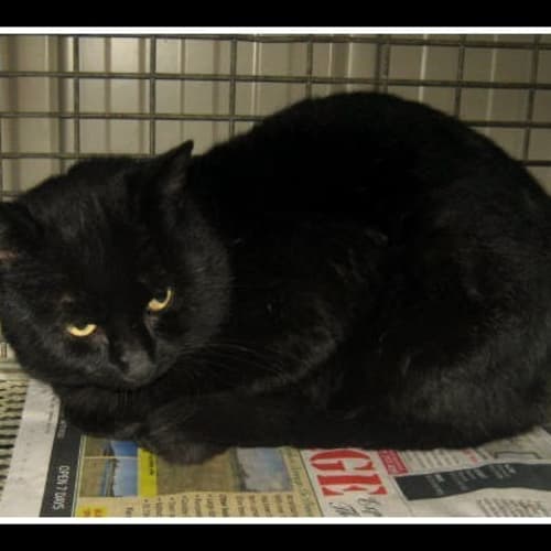 No photo for Tyson (Fiv Positive)