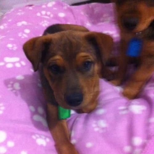Av231 Honey  Boy *Adoption Pending*