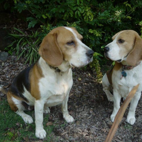 No photo for Banjo & Izzy