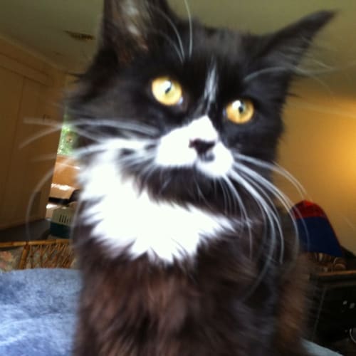 Pandora - On Trial in Her New Home!