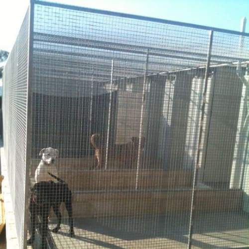 No photo for Zambo *Adoption Pending*