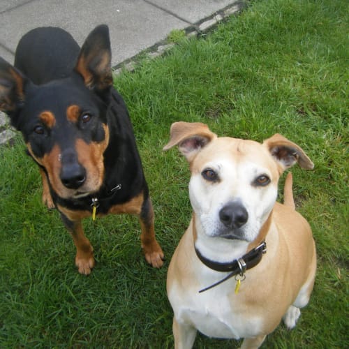 No photo for Molly & Chloe (To Be Rehomed Together)