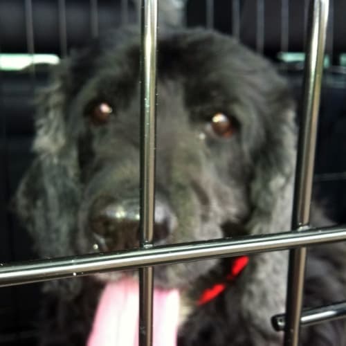 Bella - On Trial in Her New Home! :)