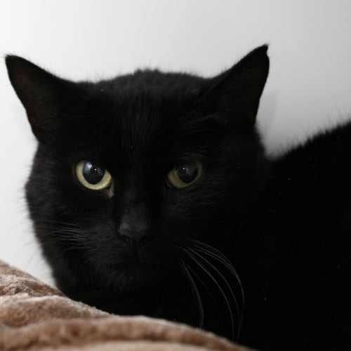 No photo for Sooty
