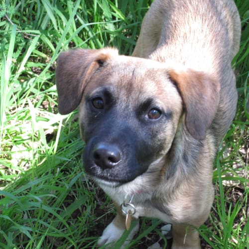 Bella * On Trail in Her New Home*