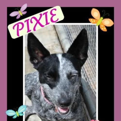 No photo for Pixie