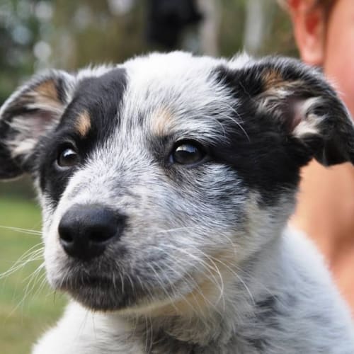 No photo for Tilly *On Trial Adoption*