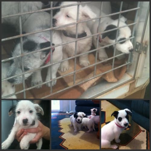 No photo for Puppies   6 X M & F How Adorable Are These Babies!