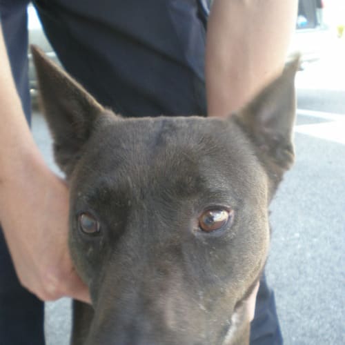 No photo for Shadow And Tikani Are In The  Pound