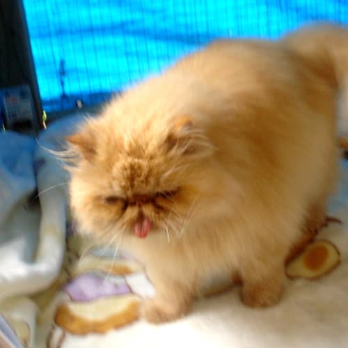 No photo for ** Red  Super Gorgeous Boy!