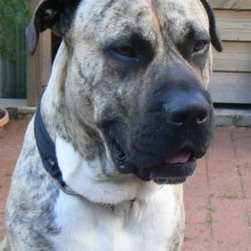 No photo for Buster