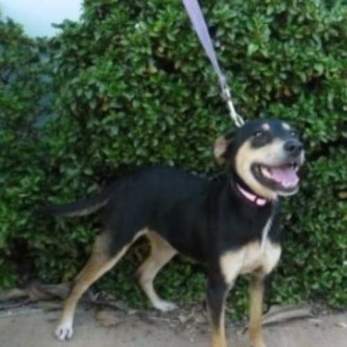 No photo for Shalimer(d1965)*Adopted*