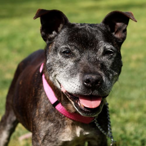 No photo for Missy **Urgent ** Foster Carer Needed