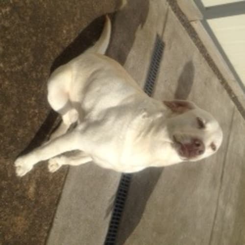 No photo for Max **Must Be Rehomed With Bear**