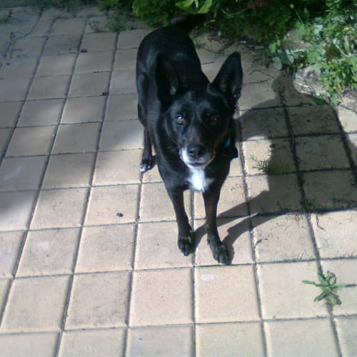 No photo for Chelsea Beautiful Nature Urgent Foster