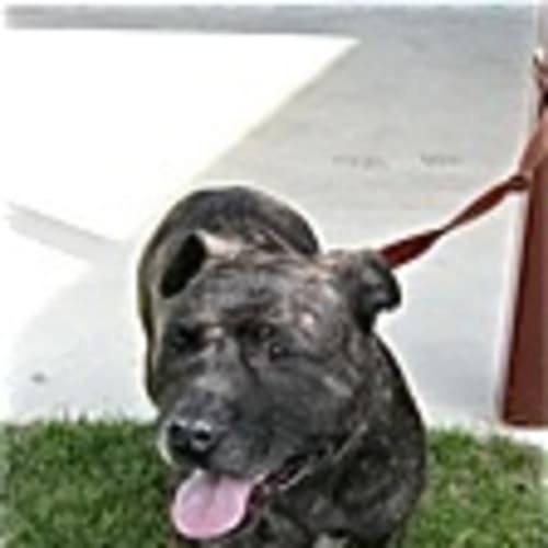 No photo for Urgent Foster Care   Good With Other Dogs And Kids