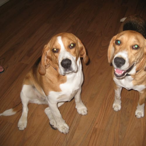 No photo for **On Trial With My New Family** Pluto